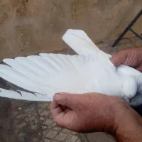 یک جفت سفید بمبویی|پرنده|شیراز, شیخ علی چوپان|دیوار