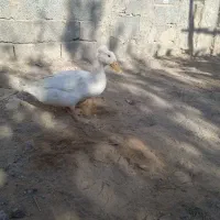 اردک خارجی  کا کولی 340|حیوانات مزرعه|سیرجان, |دیوار