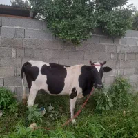 گاو حامله ۴ روز مانده به زایمان