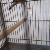 سهره قناری نر|پرنده|قم, شاه سید علی|دیوار