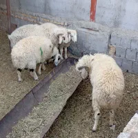 فروش بره