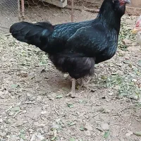 مرغ گلین سیاه ریشو