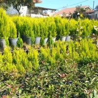 به نیروی فضای سبز /پاره وقت نیازمندیم