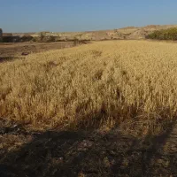 فروش زمین کشاورزی|اجارهٔ دفتر صنعتی، کشاورزی، تجاری|میانه, |دیوار
