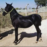 کره مادیان واکسی