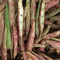 پوست کردن پاچ باقالا