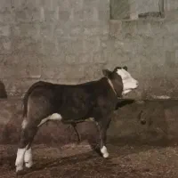 گوساله نر