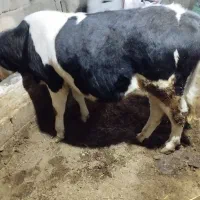 گوساله ۱۰ماهه