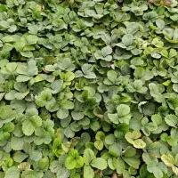 نهال توت فرنگی سابرینا وکامارس نامبروان