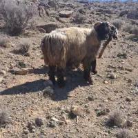 قوچ|حیوانات مزرعه|مرودشت, نقش رستم|دیوار