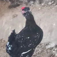 ده تا مرغ گلین وخروس