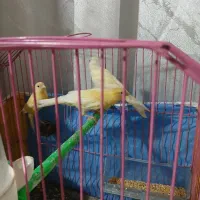 قناری پرتغالی حاضر اماده جفت|پرنده|سیب و سوران, |دیوار