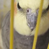 عروس هلندی پیدا شده