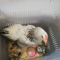 مرغ تخمگذار