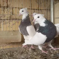 کبوتر طوقی ۱۷ عدد|پرنده|اصفهان, بوستان ناژوان|دیوار