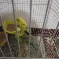 یک جفت مرغ عشق|پرنده|شیروان (خراسان), |دیوار