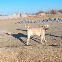 واگذاری سگ نگهبان|سگ|سراب, |دیوار