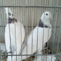 دوعدد یاهوی نر قرمز