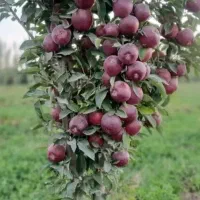 نهالستان (فروش انواع نهال اصلاح شده)|خدمات باغبانی و درختکاری|اقلید, |دیوار