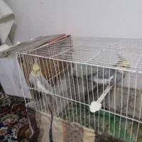 عروس هلندی|پرنده|تایباد, |دیوار