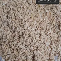 بذر نارنج تازه امسالی برای سبزه