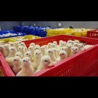 جوجه گوشتی یک روزه نژاد راس منفی چهار و 138