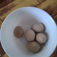 فروش یک جفت بلدرچین مینیاتوری تخم گذار