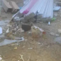 مرغ وخروس گلین