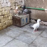 کفتر پلاکی|پرنده|شیراز, کوشک میدان|دیوار