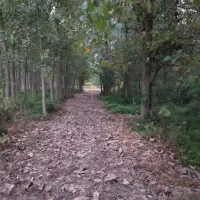 سیاه درویشان صومعه سرا