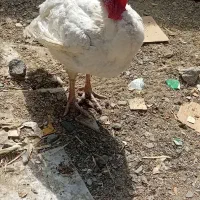 باقلمون ماده