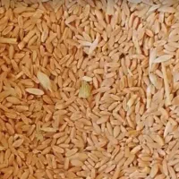 گندم دیمه درشت درجه یک بزی  کیلوی 53هزارتومان نقد