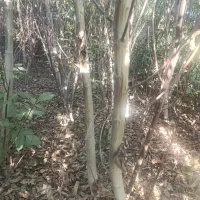 نهال های تنومند شیش ساله بزرگ و شاداب انواع گردو|خدمات باغبانی و درختکاری|یاسوج, |دیوار