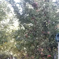 ویلا اجاره روزانه|اجارهٔ کوتاهمدت ویلا و باغ|بروجرد, |دیوار