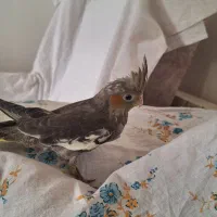 جوجه عروس ۵۰روزه