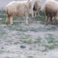 فروش میش و بز چاق در بردسیر