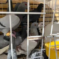 کفتر پلاکی نروماده قاطی سقا سهره قناری