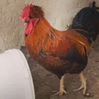 خروس گلین و محلی و...|حیوانات مزرعه|زمکان, |دیوار