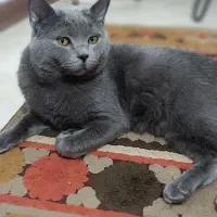 گربه بریتیش نژاد دار|گربه|فردیس, خیام غربی|دیوار