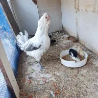 تخم نطفه دار گلین