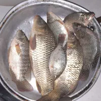 میناو