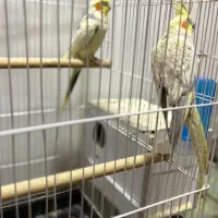 عروس هلندی طوطی کتوله