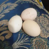 تخم مرغ محلی