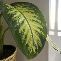 گل دیفن|گل و گیاه طبیعی|بیرجند, |دیوار