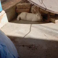 خرگوش بزرگ نر