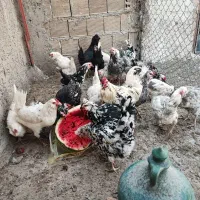 مرغ وخروس گلین لری چهلتاج وریشی کاکلی
