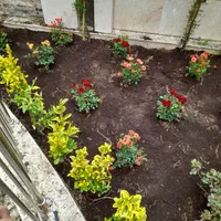 باغبانی وسمپاشی کل تهران و حومه با ضمانت و فاکتور|خدمات باغبانی و درختکاری|تهران, تجریش|دیوار