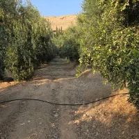 کارگر باغی - کشاورزی و نگهبان