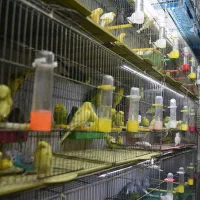 عروس هلندی مرغ عشق قناری سهره فنچ رزن