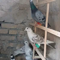کفتر بوم پرشی المانی